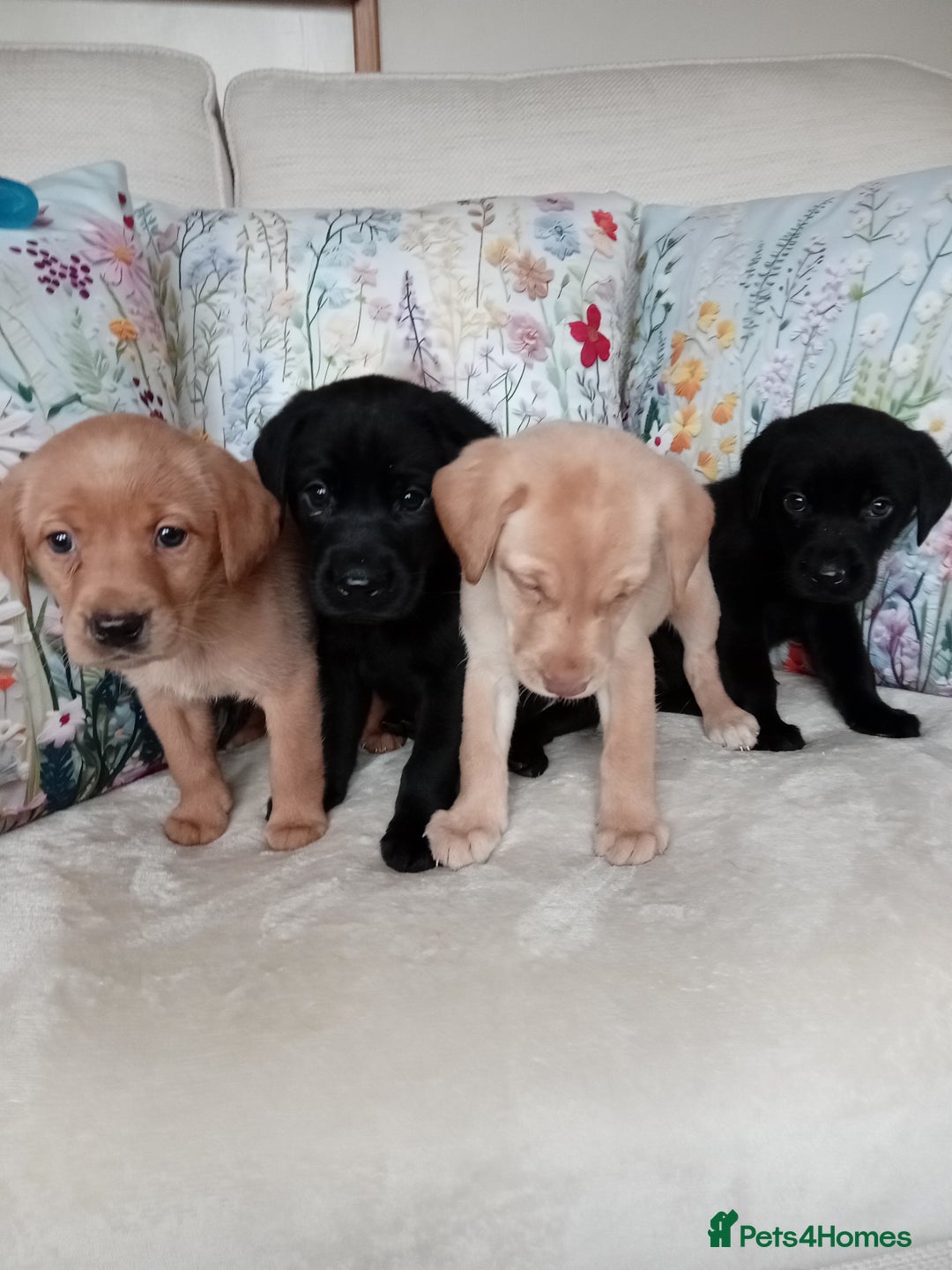 Labrador Retriever dogs for sale: KC reg DNA tested Labrador puppies. - Image 1