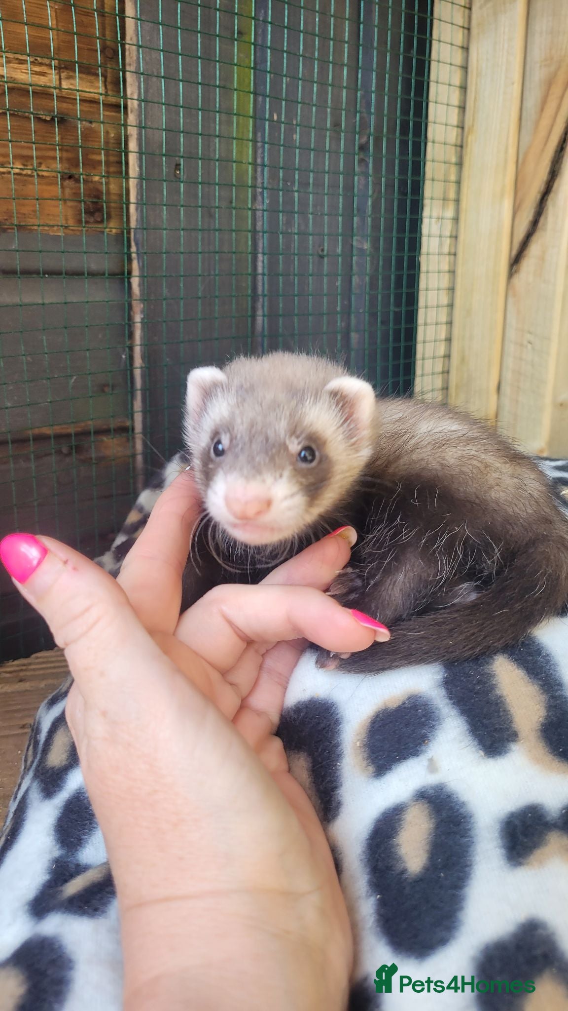 Ferret rodents 6 beautiful kits ready for new homes - Advert 3