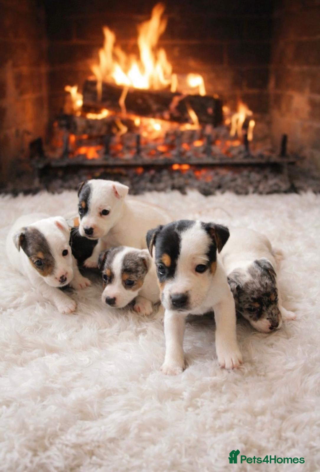 Jack Russell dogs Jack Russell Puppies  - Advert 1