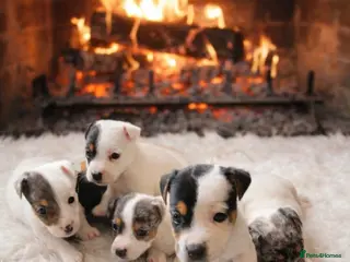 Jack Russell dogs Jack Russell Puppies - Advert 4