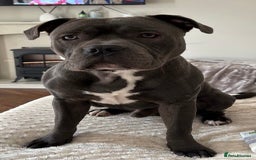 Staffordshire Bull Terrier dogs for stud: Staffordshire Bull Terrier STUD - Image 3
