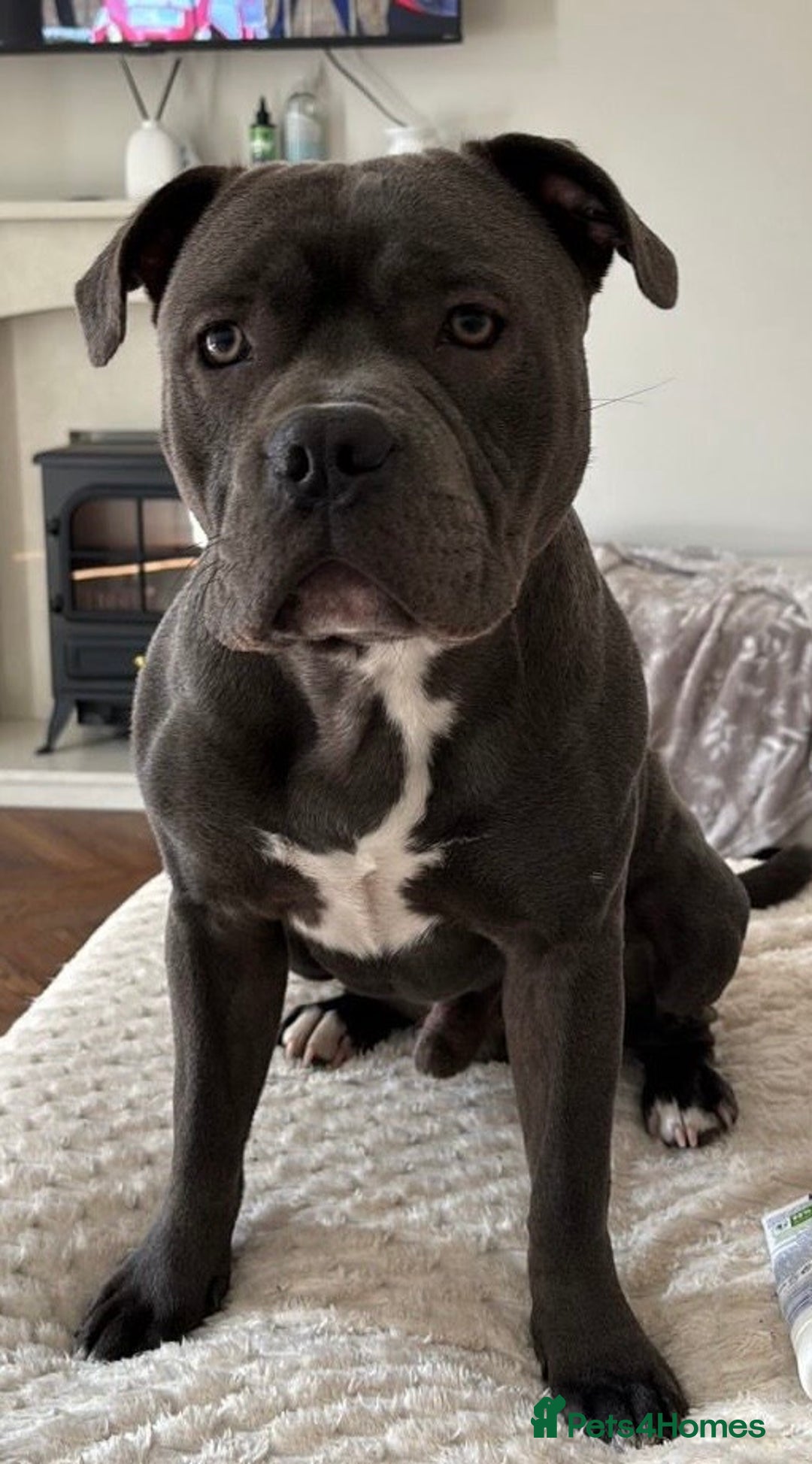 Staffordshire Bull Terrier dogs for stud: Staffordshire Bull Terrier STUD - Image 3