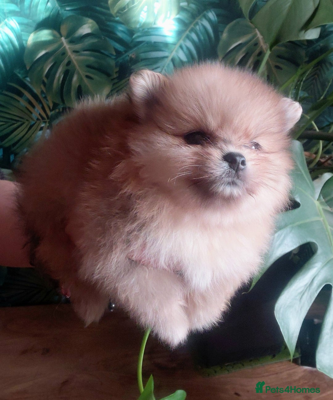 Pomeranian dogs for sale: Pomeranian puppies  - Advert 20