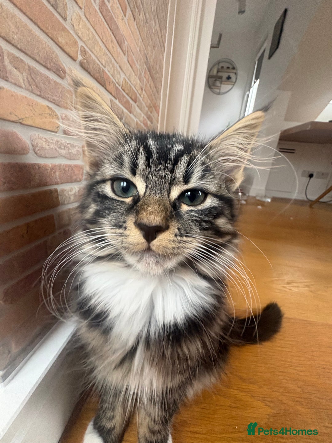 Mixed Breed cats for sale: Gorgeous girl ready for new home - Image 1