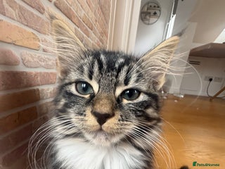 Mixed Breed cats - Advert 9