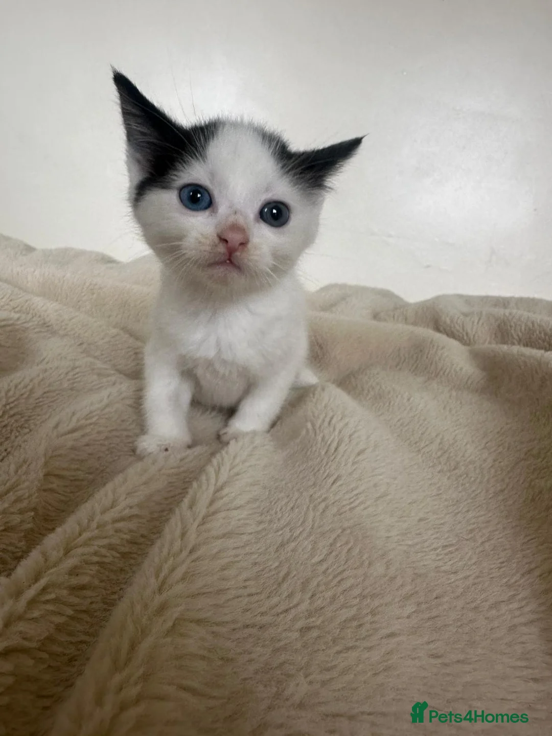 Mixed Breed cats for sale: Beautiful kittens for sale  - Advert 2