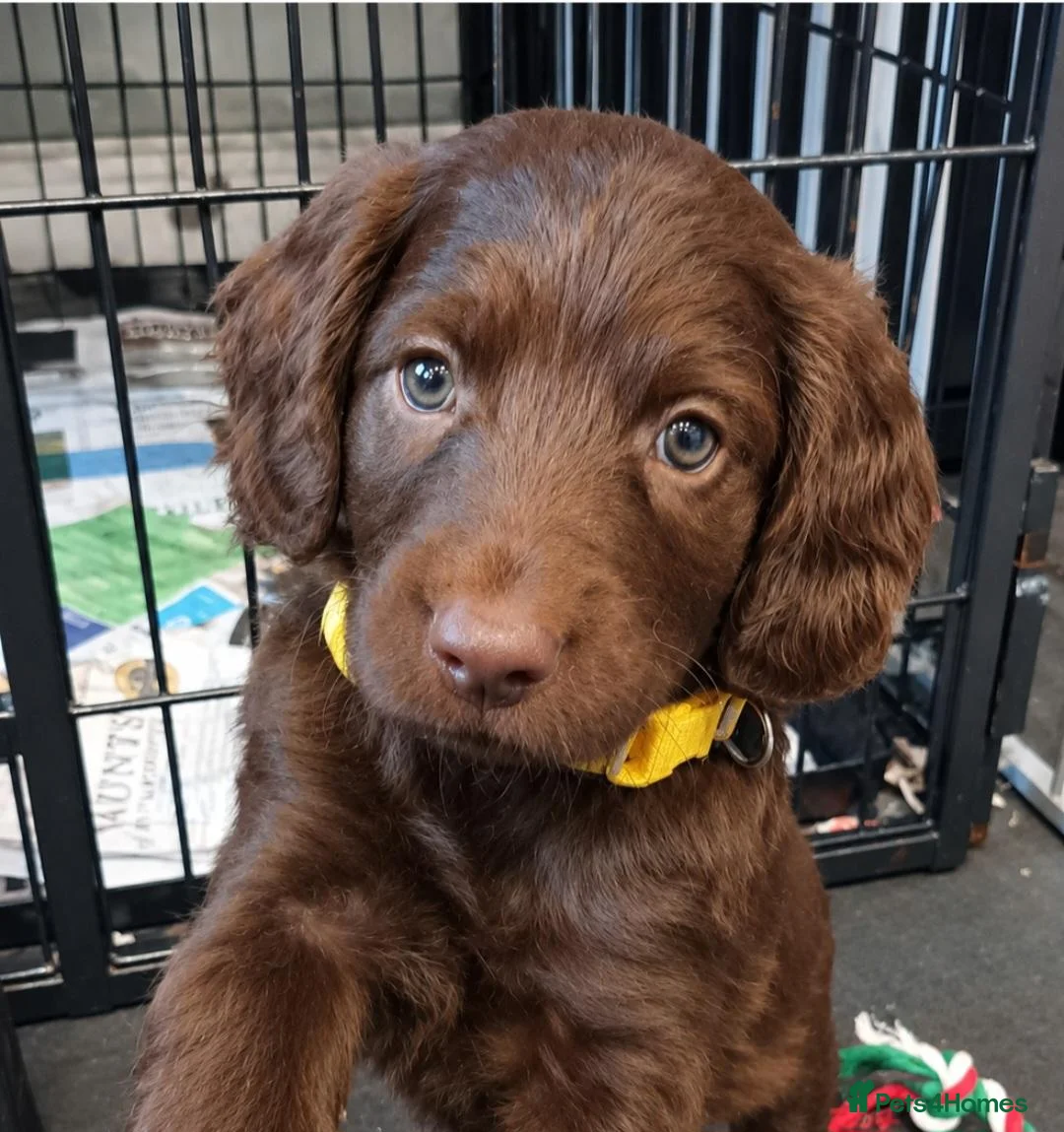 Sproodle dogs for sale: F1 Sproodles 🤎 🐾 - Advert 1
