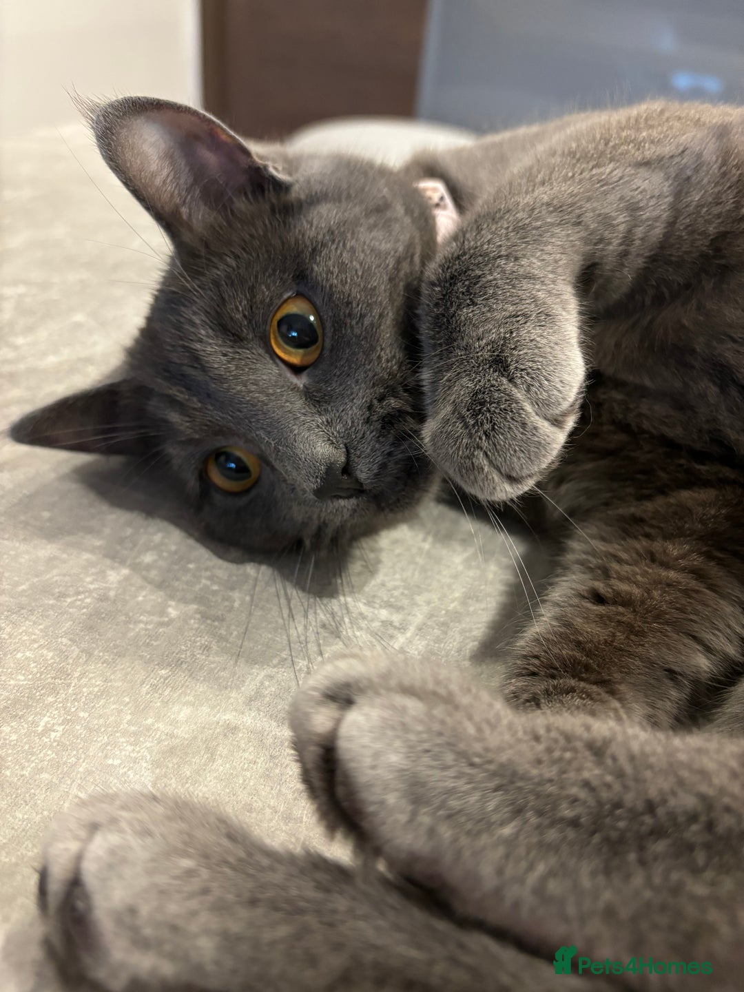 Russian Blue cats for sale: Russian blue, female adult cat  - Image 2