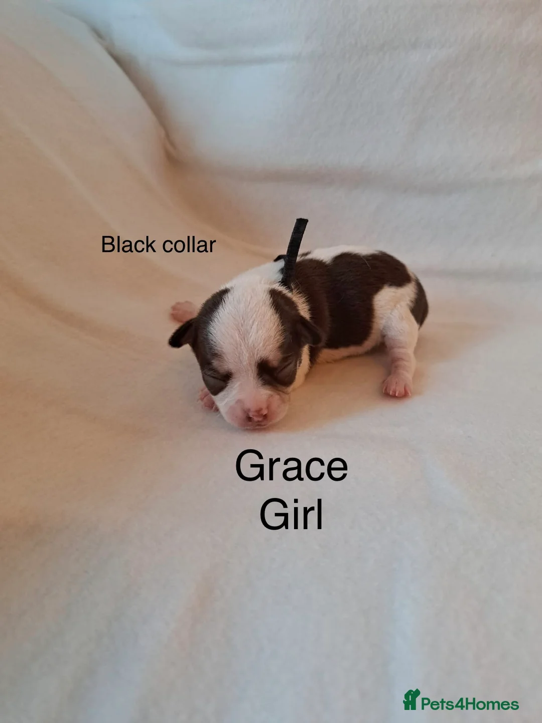 Chihuahua dogs for sale: Beautiful Chihuahua pups 1 Boy left  - Advert 14