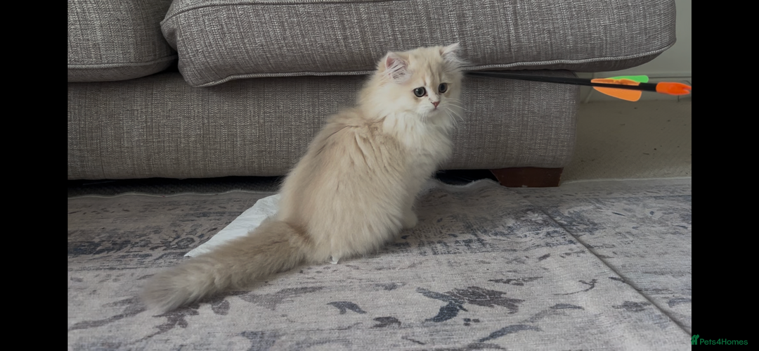British Longhair cats for sale: Lilac golden shaded kittens (cy12) - Image 15