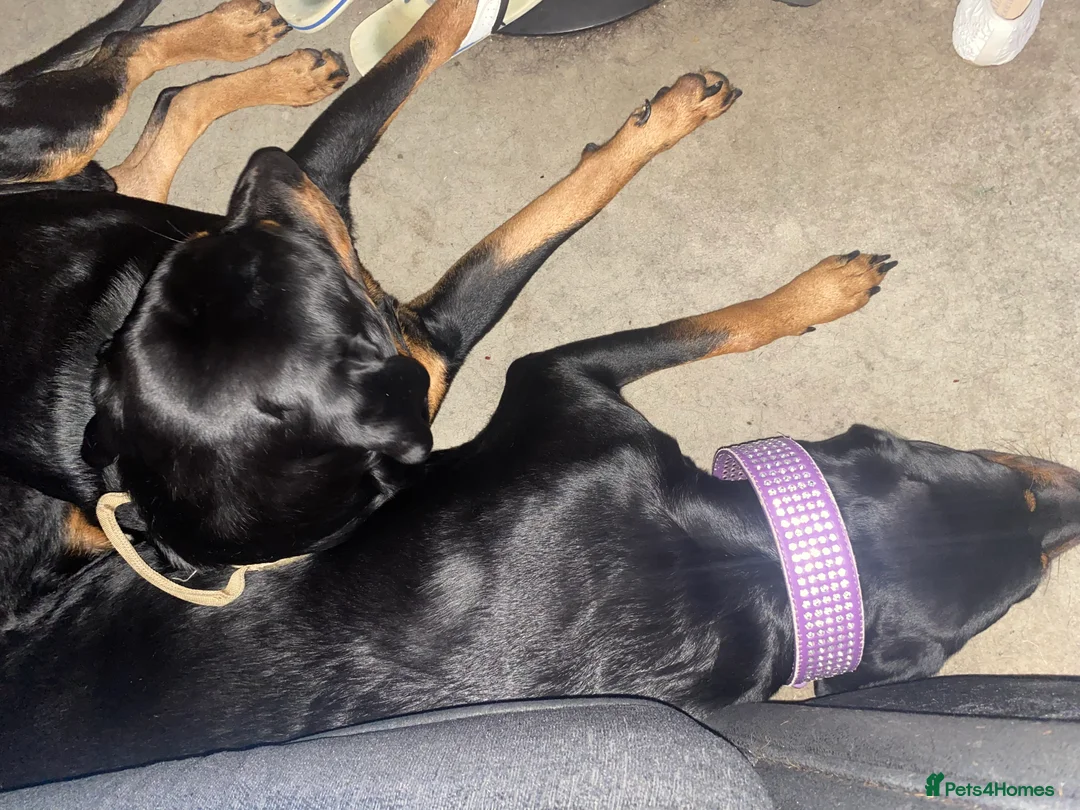 Rottweiler dogs for sale: Germany and America Rottweiler mix - Advert 5