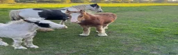 Miniature horses for sale: mini cob boys - Advert 8