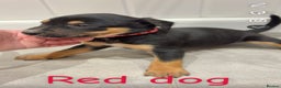 Mixed Breed dogs for sale: Kelpie x Huntaway pups  - Advert 3
