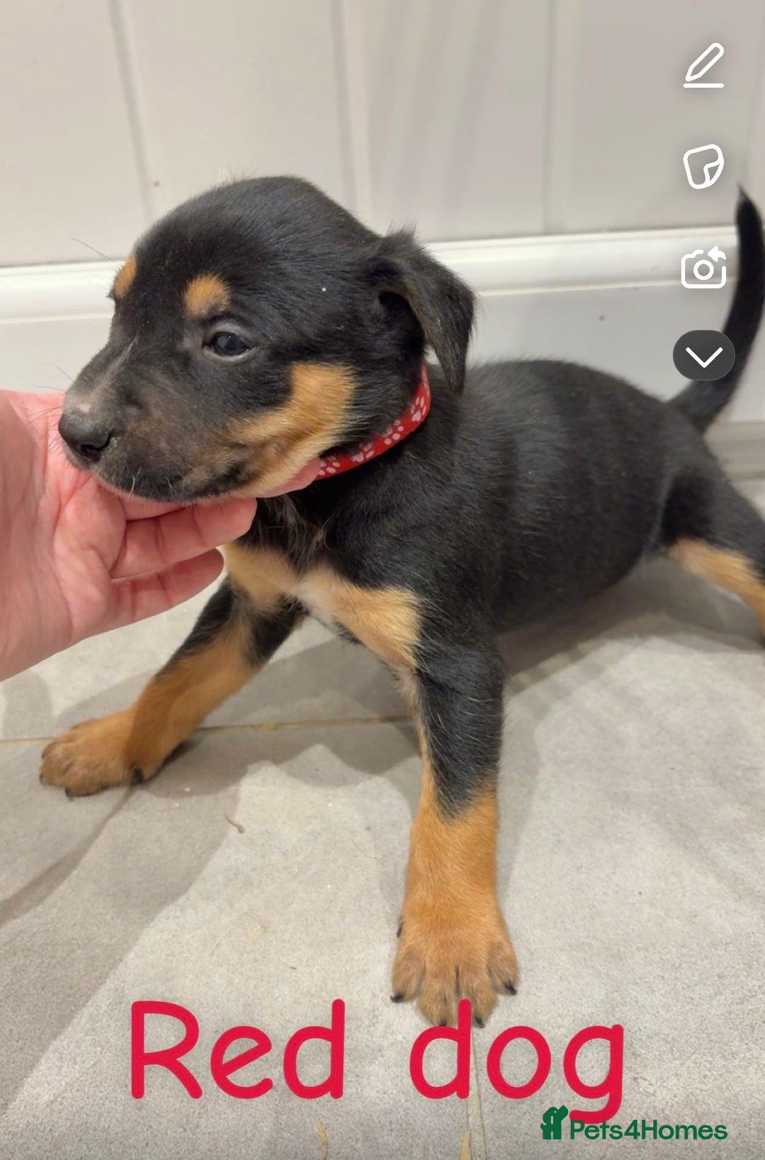 Mixed Breed dogs for sale: Kelpie x Huntaway pups  - Advert 3
