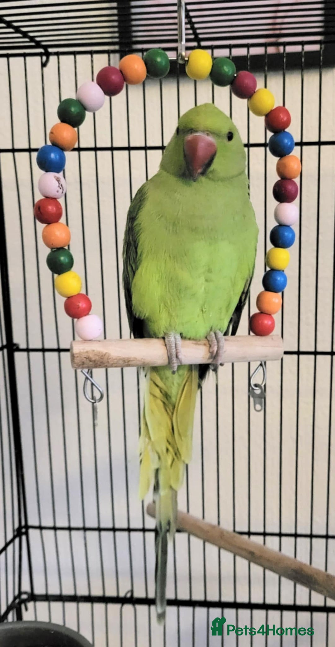 Ringnecks birds for sale: Beautiful male ringneck  - Image 1