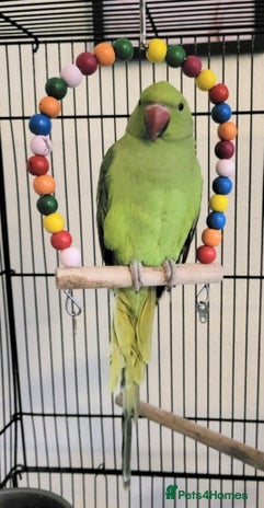 Ringnecks birds - Advert 2