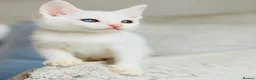 Turkish Angora cats for sale: 🐾 Unique Turkish Angora x Bengal Mix Kittens 🐾 - Advert 3