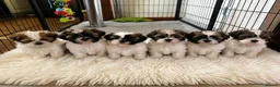 Shih Tzu dogs for sale: Shihtzu pups  - Advert 1