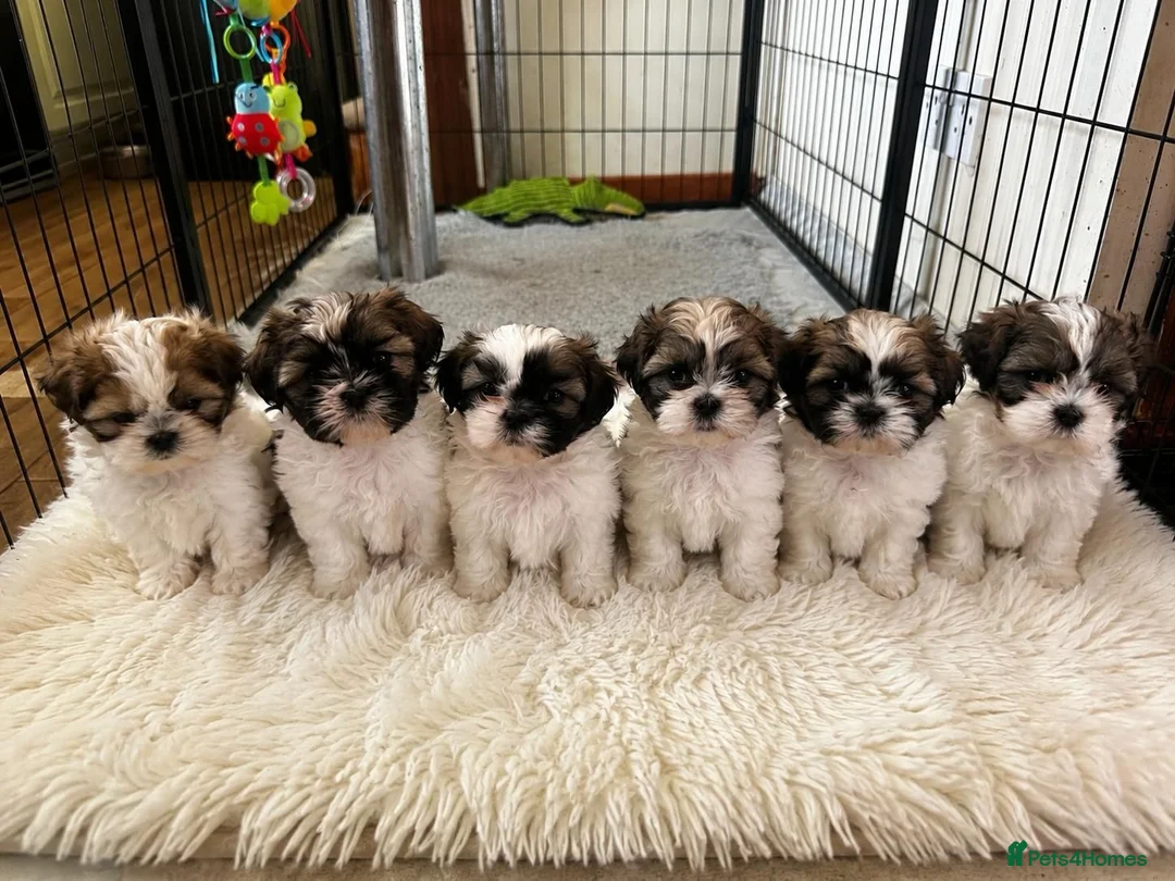Shih Tzu dogs for sale: Shihtzu pups  - Advert 1