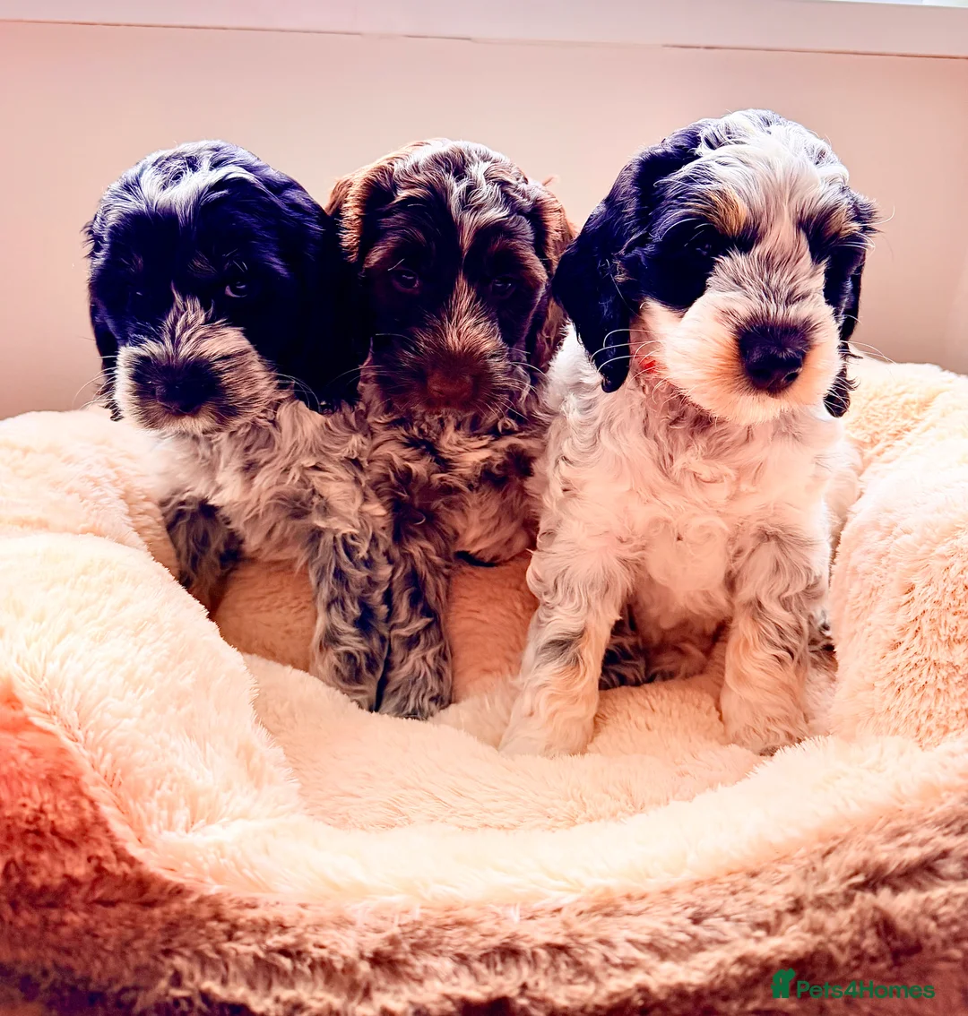 Cockapoo dogs for sale: Only 3 girls available F1 show type Cockapoo pups  - Advert 2