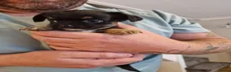Chihuahua dogs for sale: Long Haired Chihuaua puppies in Wigan - Advert 9