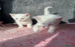 Turkish Angora cats for sale: Gorgeous Snow Turkish Angora Boy Twins URGENT 🩵 - Image 6