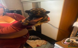 Shih Tzu dogs for sale: Puppy for sale  - Image 12