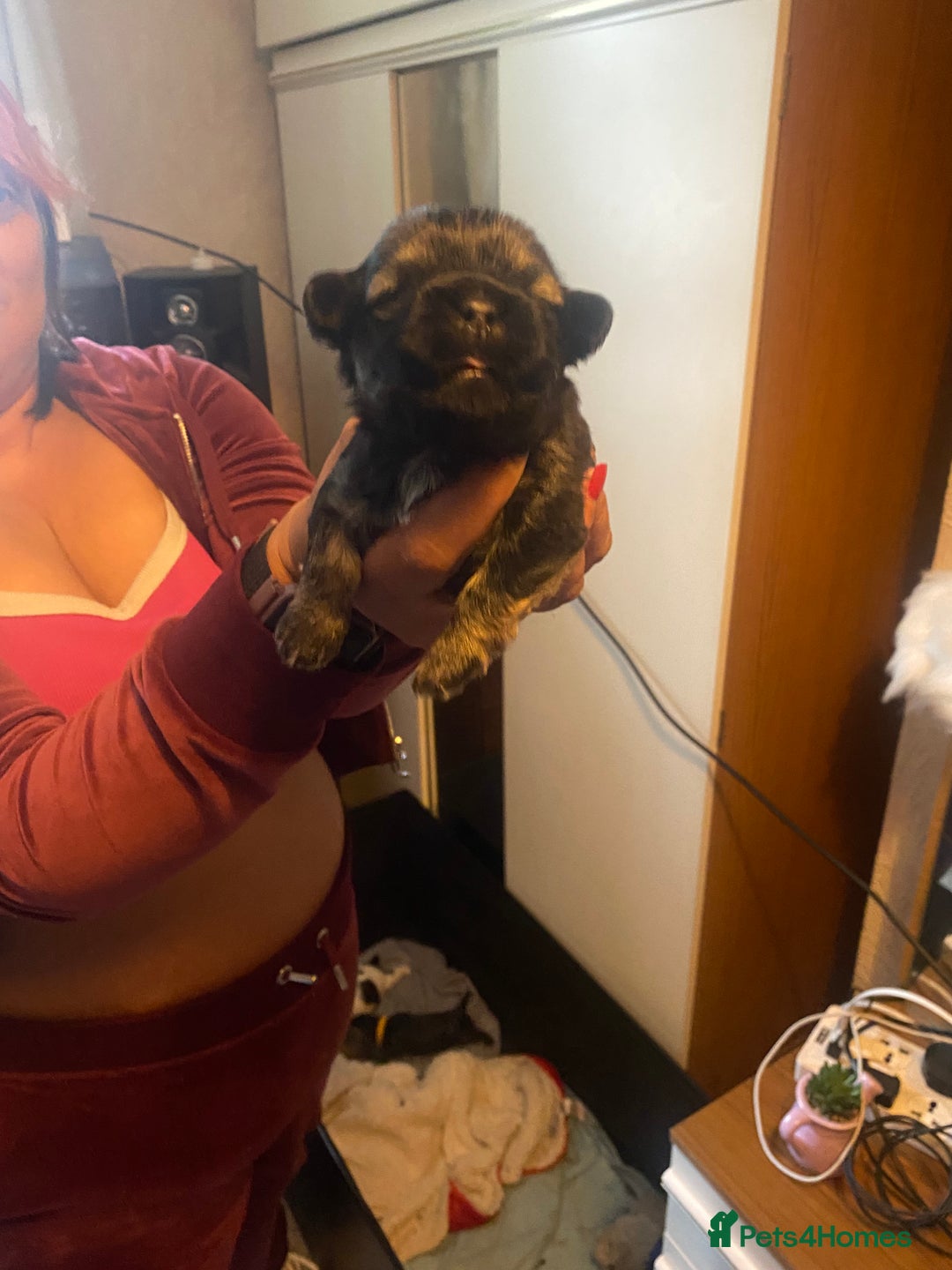 Shih Tzu dogs for sale: Puppy for sale  - Image 12