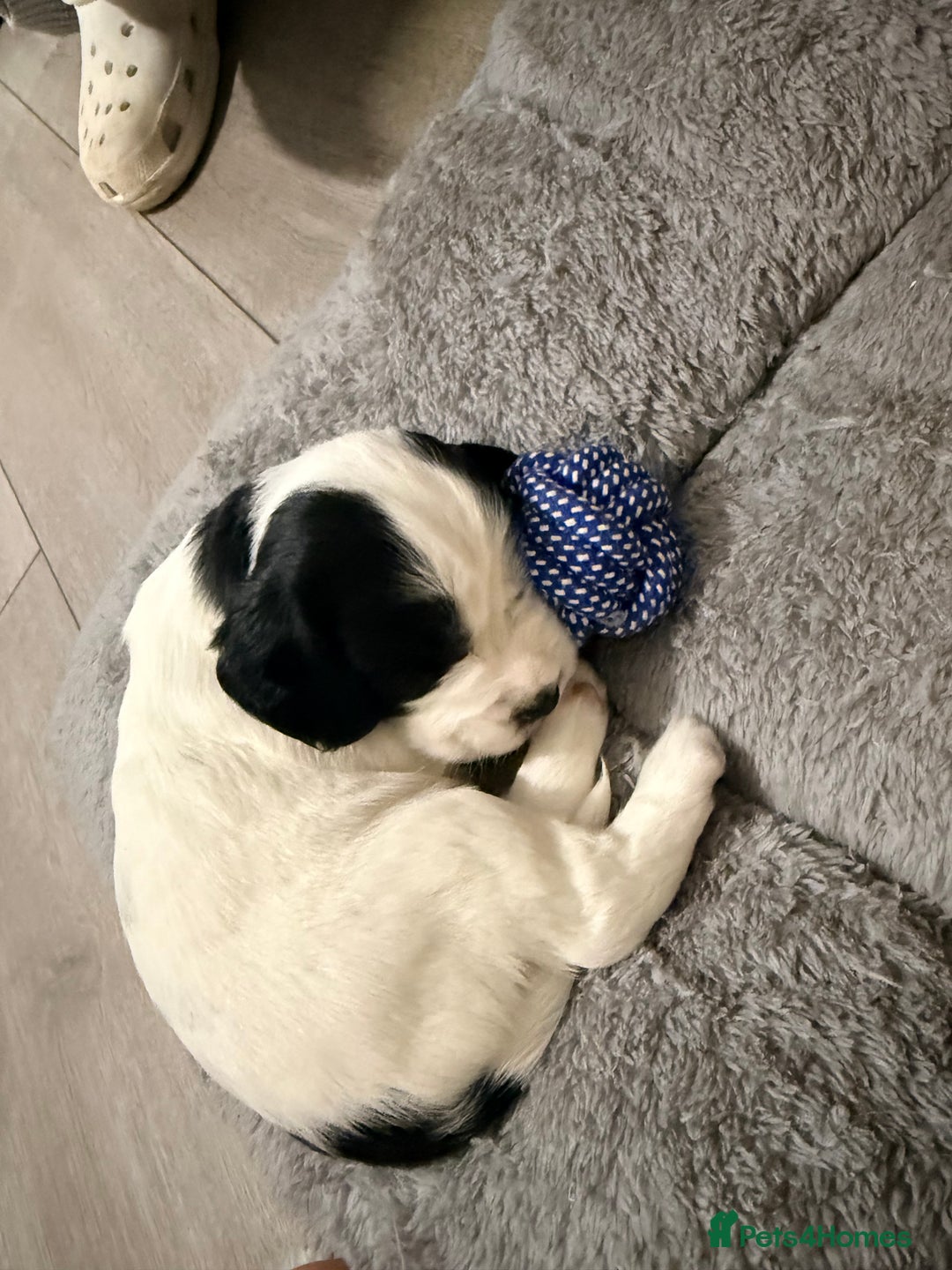 Cocker Spaniel dogs for sale: Beautiful cocker spaniels  - Advert 13