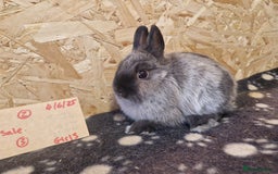 Netherland Dwarf rabbits for sale: Netherland dwarf bunnies for sale - Image 5