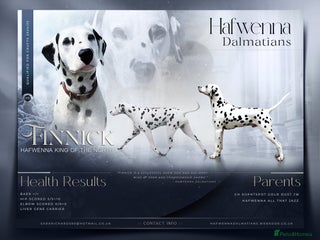 Dalmatian dogs in Aberdare - Advert 2