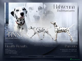 Dalmatian dogs Outstanding, health tested KC reg male| proven in Aberdare - Advert 2