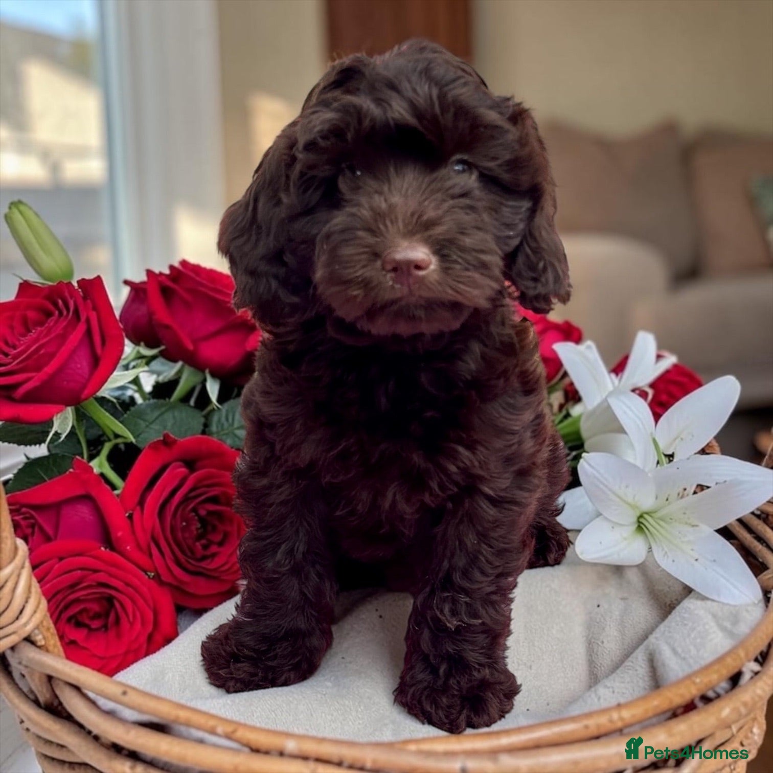 Cockapoo dogs 1 gorgeous dark chocolate  f1 Cockerpoo puppy  - Advert 18