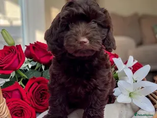 Cockapoo dogs 1 gorgeous dark chocolate f1 Cockerpoo puppy - Advert 18