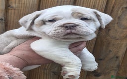 Olde English Bulldogge dogs for sale: Out standing old English bulldog male available - Image 2
