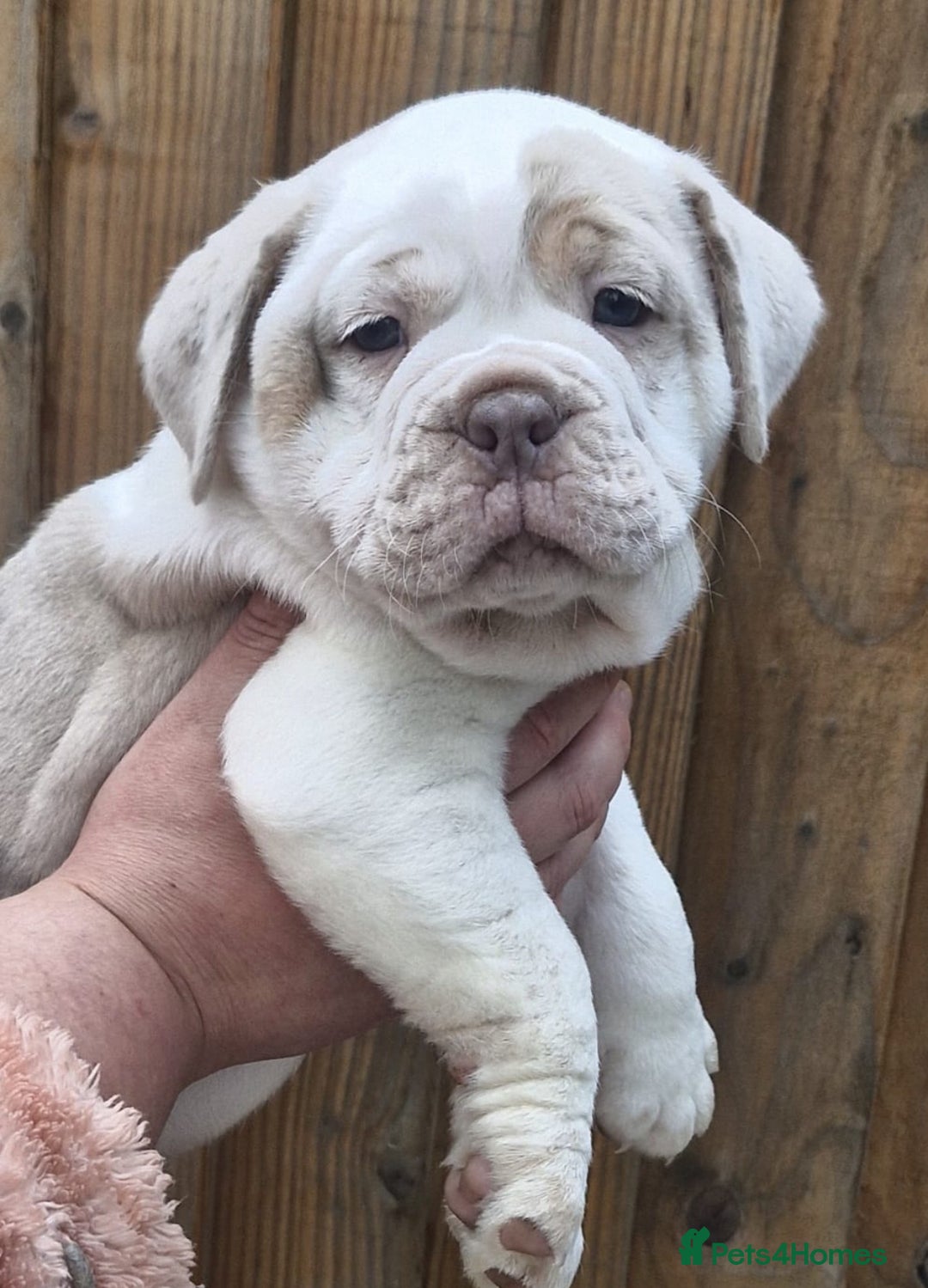 Olde English Bulldogge dogs for sale: Out standing old English bulldog male available - Image 2