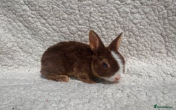 Rex rabbits for sale: stunning baby girl mini rex  - Image 5