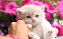 British Shorthair cats for sale: Gorgeous Golden & Blue Golden. Ready now! - Image 14