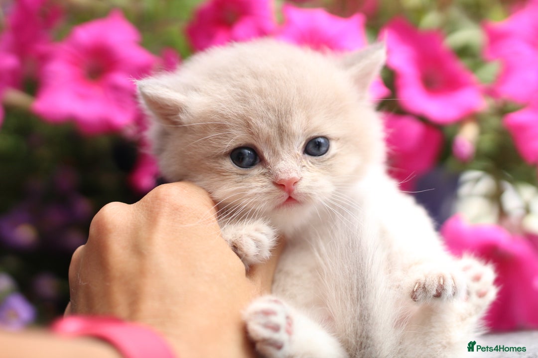 British Shorthair cats for sale: Gorgeous Golden & Blue Golden. Ready now! - Image 14