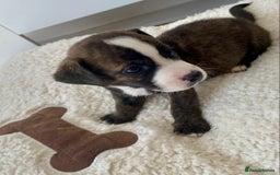 Jack Russell dogs for sale: Bob tail jacks  - Image 3