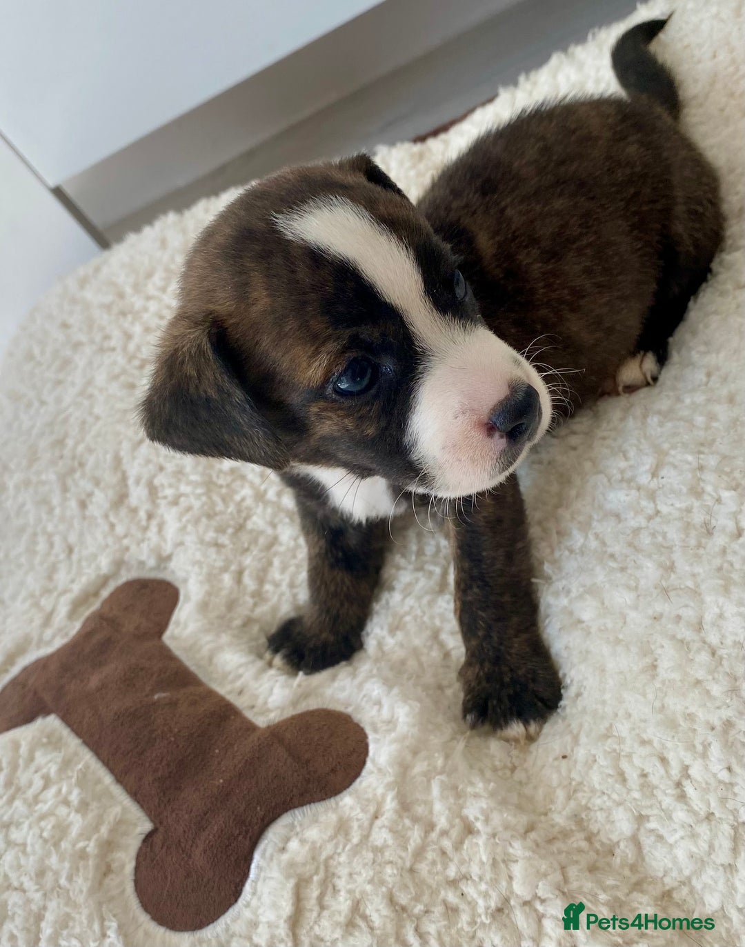 Jack Russell dogs for sale: Bob tail jacks  - Image 3