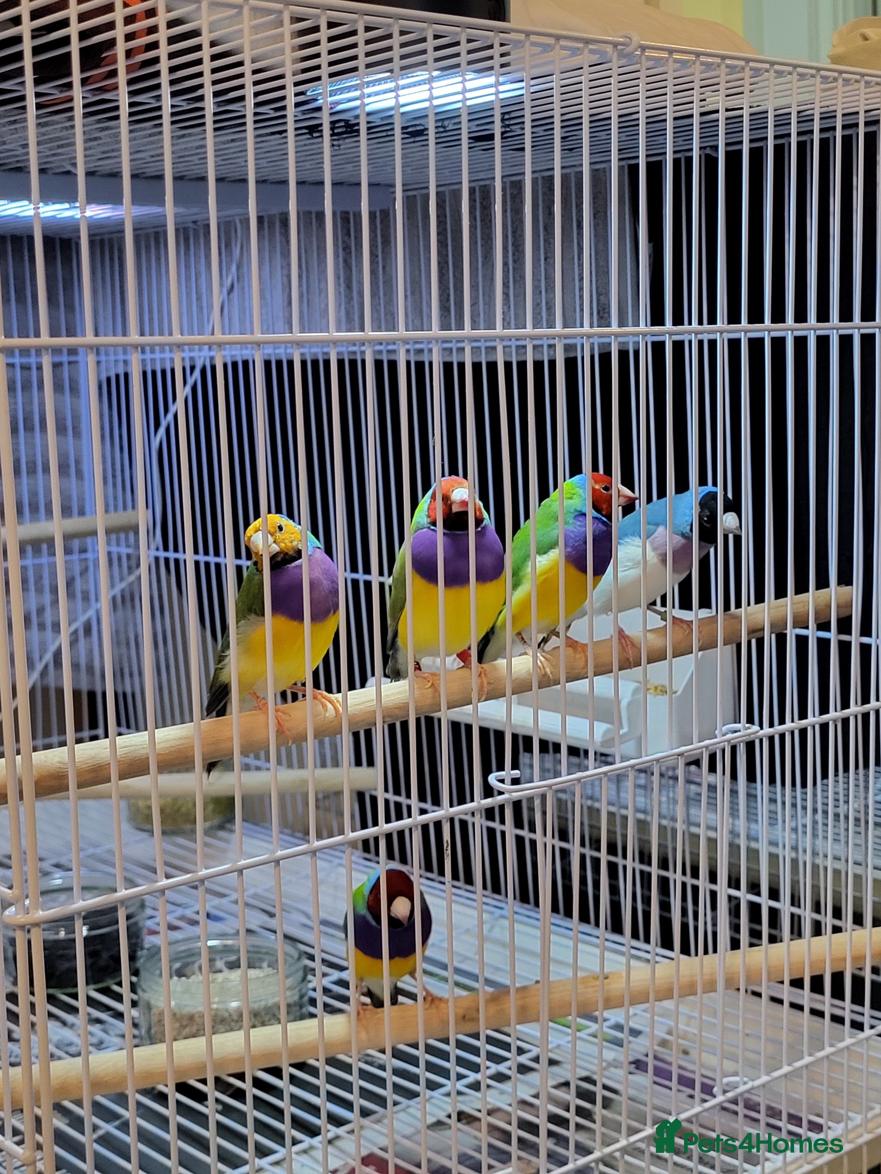 Finches birds Proven breeding pairs Gouldian finches - Advert 1