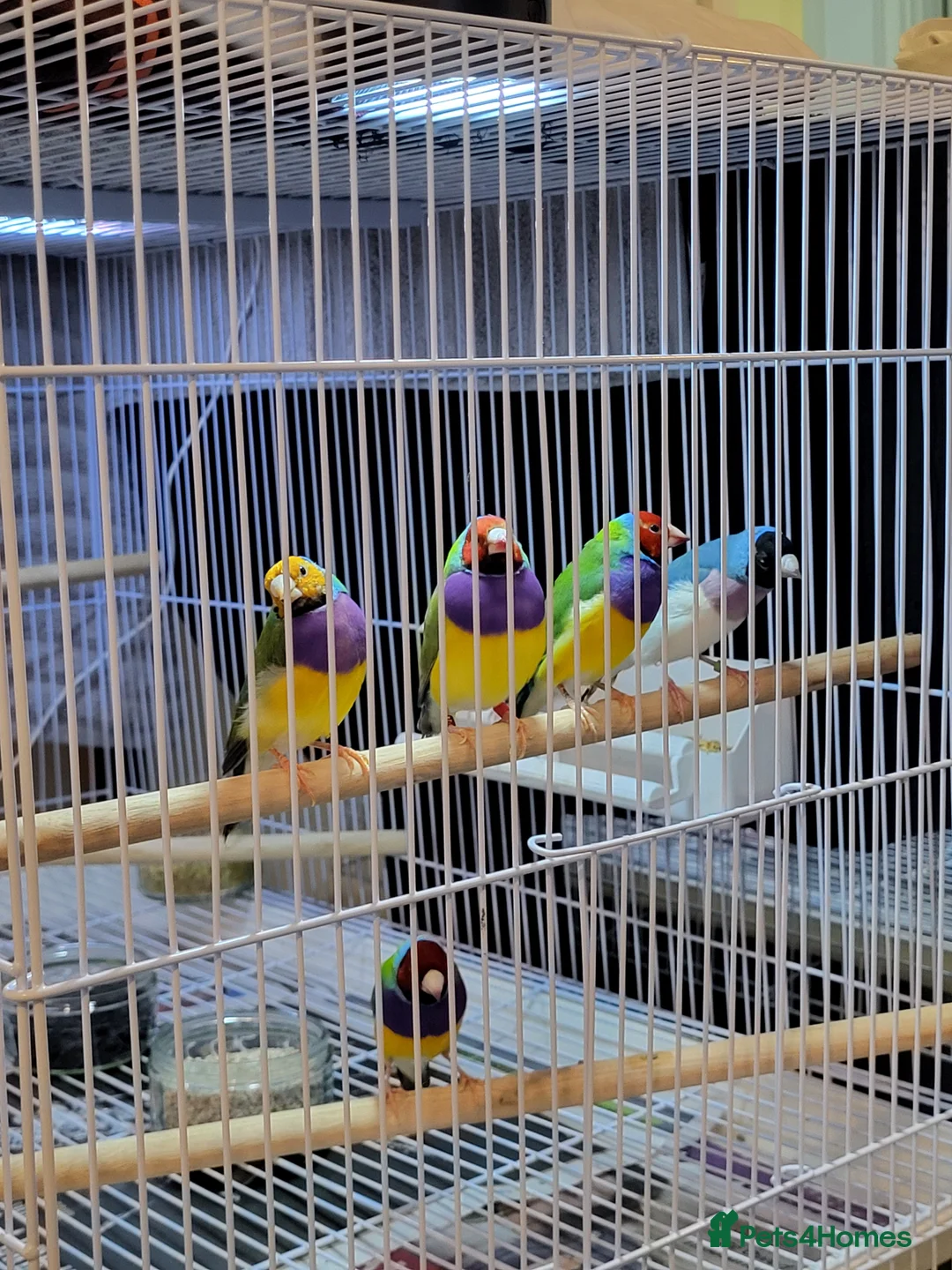 Finches birds for sale: Proven breeding pairs Gouldian finches - Advert 1