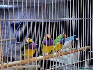 Finches birds Proven breeding pairs Gouldian finches - Advert 5