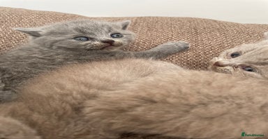 British Shorthair cats - Advert 8
