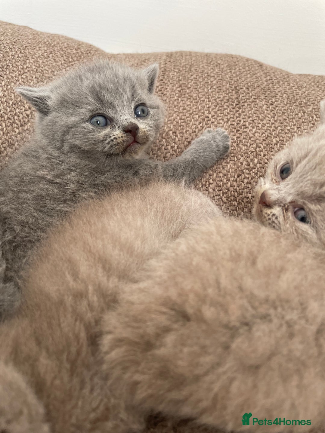 British Shorthair cats for sale: BRITISH SHOR HAIR BLUE - Image 3