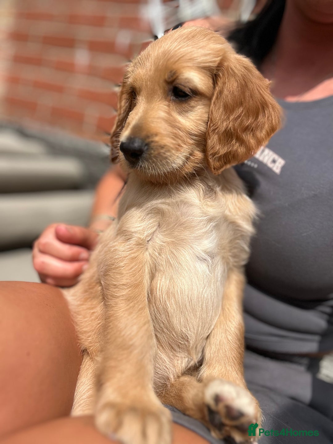 Goldendoodle dogs for sale: ⭐️ F1 Outstanding Golden Doodles ⭐️ - Image 12