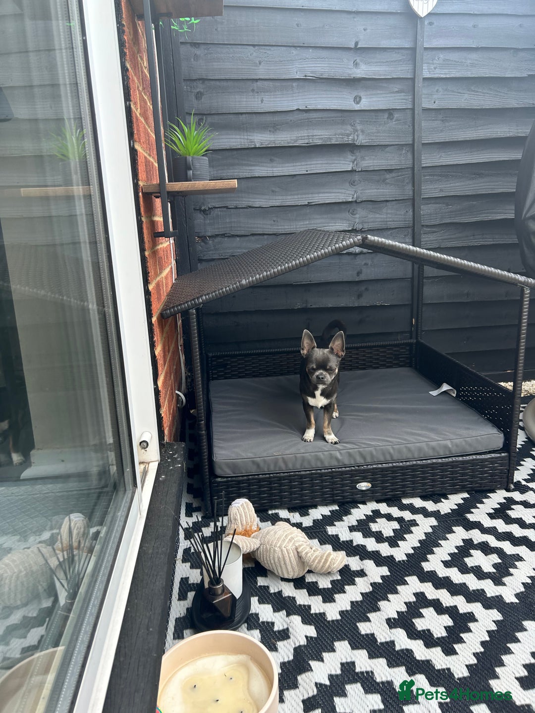 Chihuahua dogs for stud: Stud only. Full pedigree lilac chihuahua £300 - Advert 11
