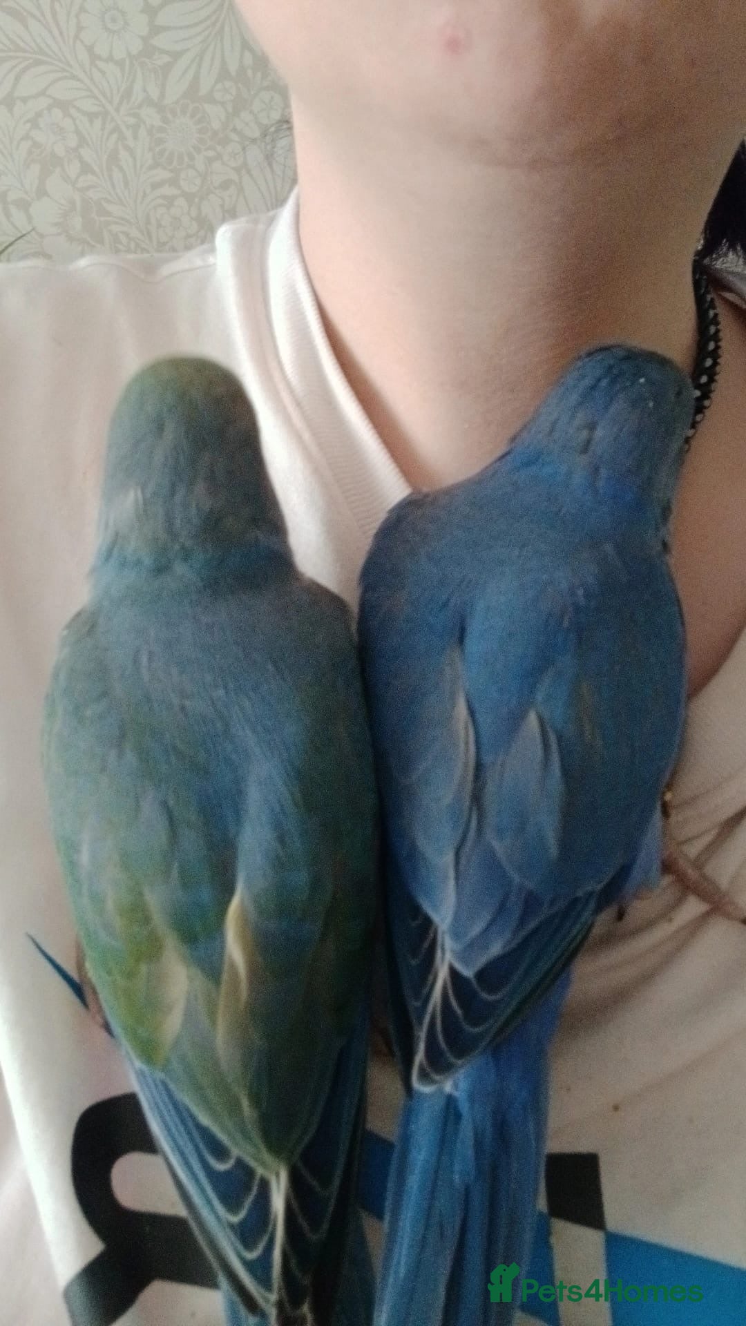 Ringnecks birds Hand reared ringnecks  - Advert 1