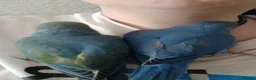 Ringnecks birds for sale: Hand reared ringnecks  in Stockton-on-Tees - Advert 1